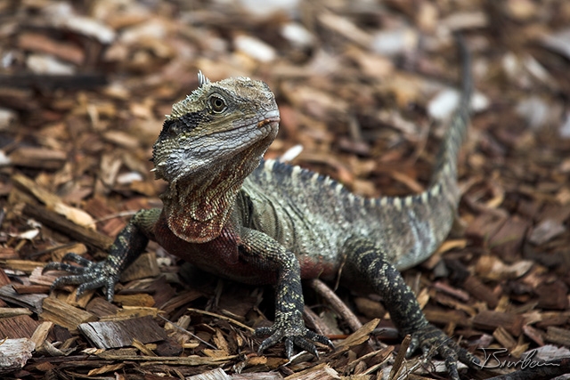 IMG_7138-01 - Australian Water Dragon, Physignathus lesueurii.jpg - Brisbane Water Dragon
